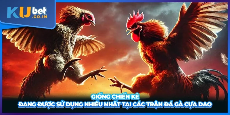 Giống chiến kê đang được sử dụng nhiều nhất tại các trận đá gà cựa dao