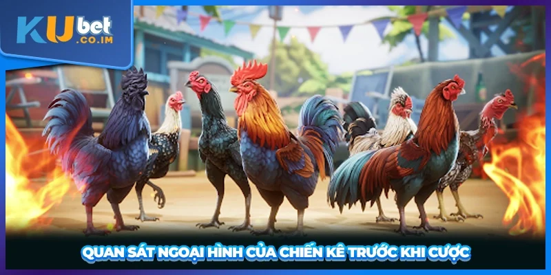 Quan sát ngoại hình của chiến kê trước khi cược